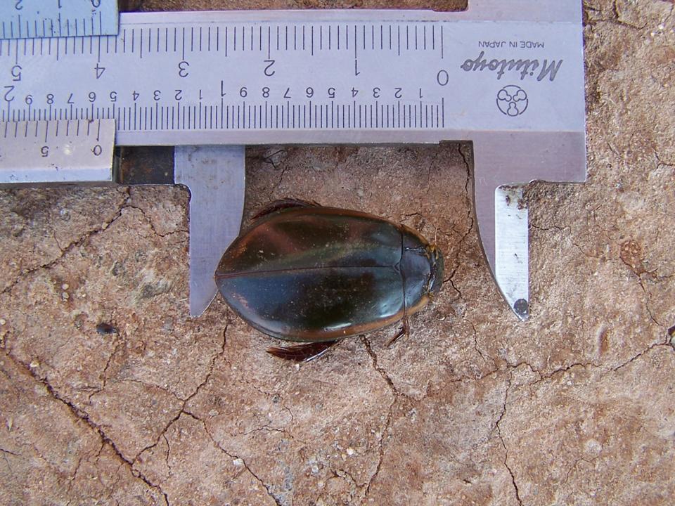 FIGURE 1 FIGURE 1